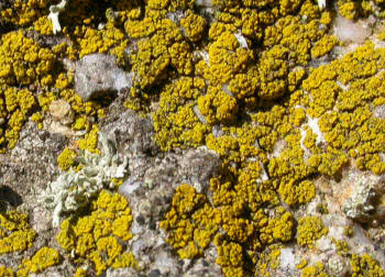 Candellariella coralliza